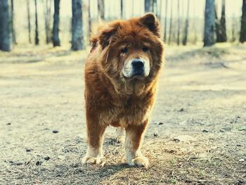 Portrait of dog on field