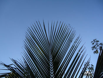 Low angle view of palm tree against clear blue sky