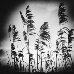 Low angle view of palm trees against sky