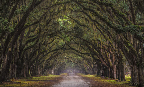 Road amidst trees in forest