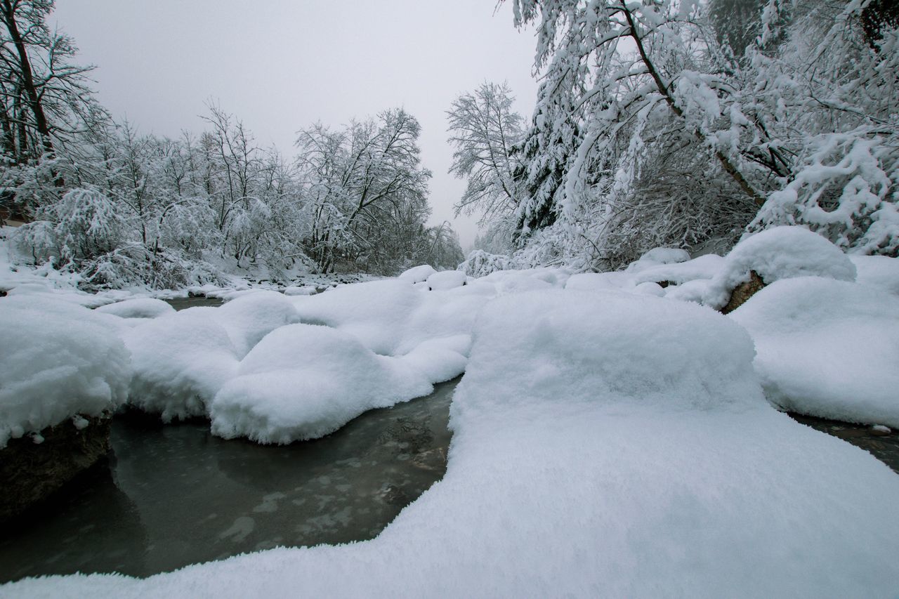 SNOW COVERED PLANTS BY RIVER