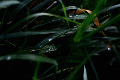 Close-up of wet grass