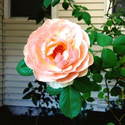 Close-up of rose blooming outdoors