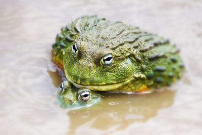 Close-up of turtle in water
