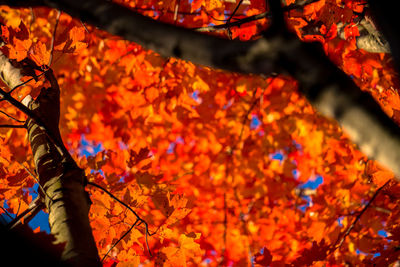 Close-up of maple tree during autumn