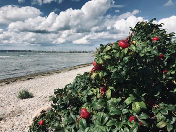 Plants growing on beach against sky