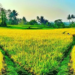 Scenic view of field against sky