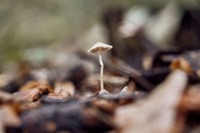 Close-up of mushroom growing on field