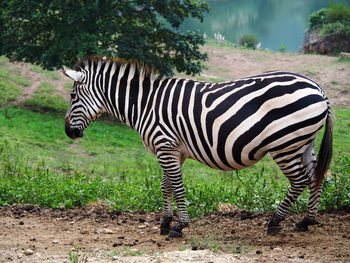 Zebras in a field