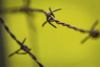 Close-up of barbed wire on plant