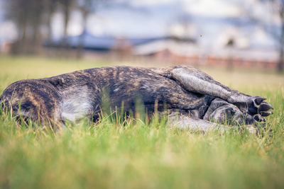 Close-up of dog relaxing on grass