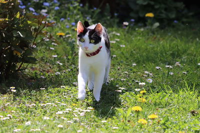 Portrait of a cat on field