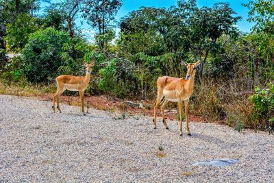 Impalas standing in a field