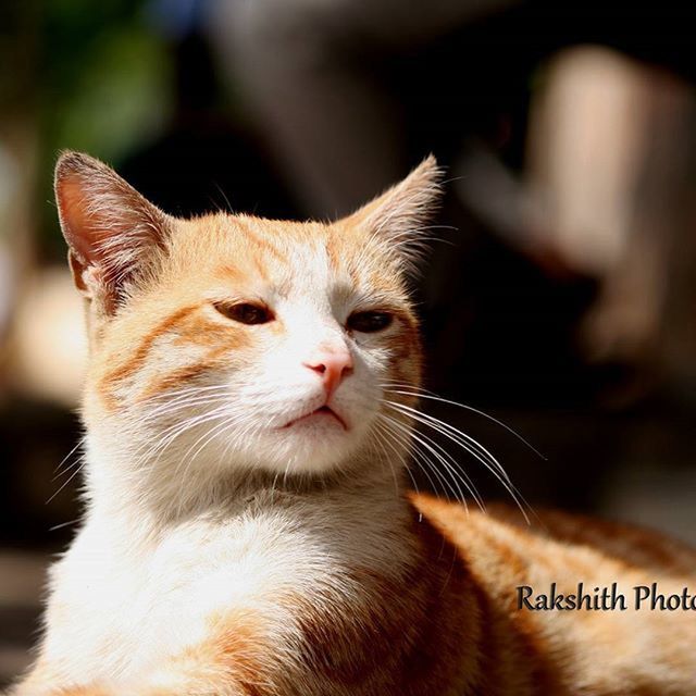 domestic cat, animal themes, one animal, cat, feline, whisker, mammal, pets, domestic animals, focus on foreground, close-up, animal head, looking away, selective focus, alertness, portrait, part of, animal body part, outdoors