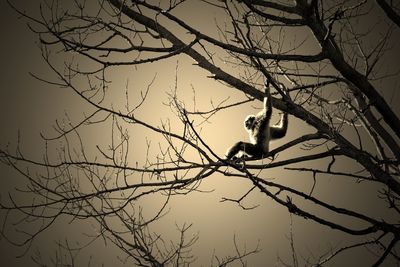 Low angle view of bird perching on bare tree against sky