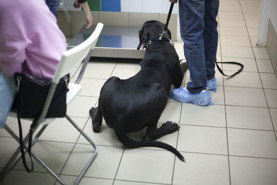 Low section of man with dog on floor