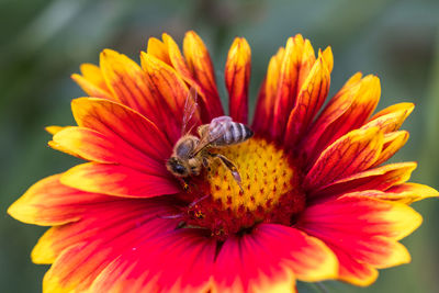 Close-up of honey bee on yellow flower