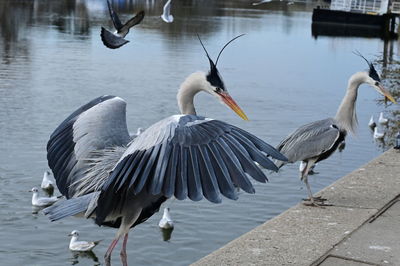 bird