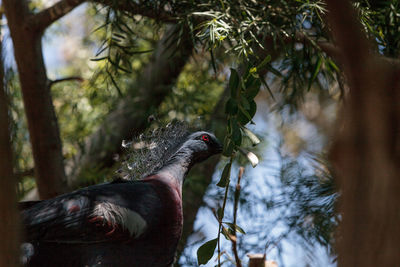 Close-up of bird perching on tree