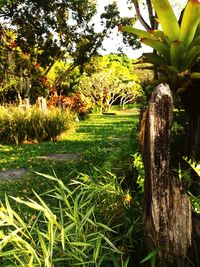 Trees and plants on field