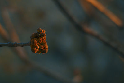 Close-up of dried leaf on branch