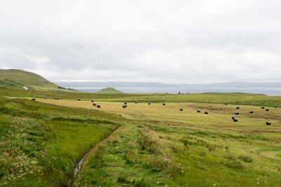 Sheep on field against sky