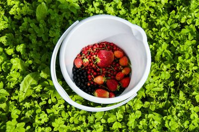 Directly above shot of strawberries in bowl