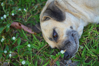 High angle view of an animal on field