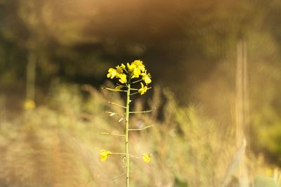 Close-up of yellow flowering plant on field