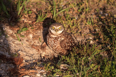 Adult burrowing owl athene cunicularia perched outside its burrow on marco island, florida