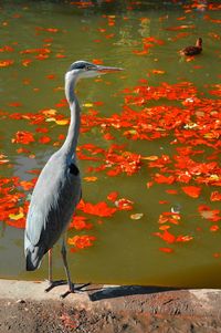 High angle view of gray heron by lake