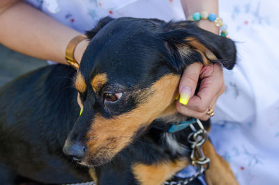 The girl caresses her cute little dog for a walk.