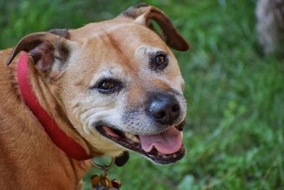 Close-up portrait of dog