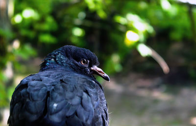 Close-up of bird perching