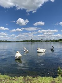 Swans swimming in lake against sky