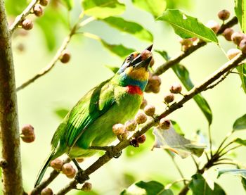 Low angle view of bird perching on branch