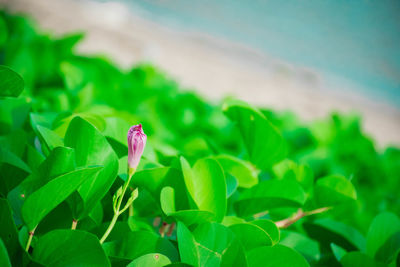 Close-up of purple flowering plant