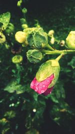 Close-up of water drops on pink flower