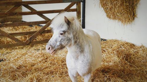 View of a horse on field