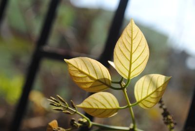 Close-up of yellow leaves against blurred background