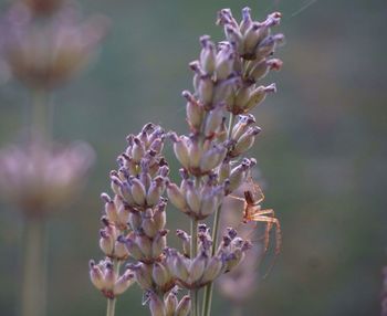 Close-up of purple flowers