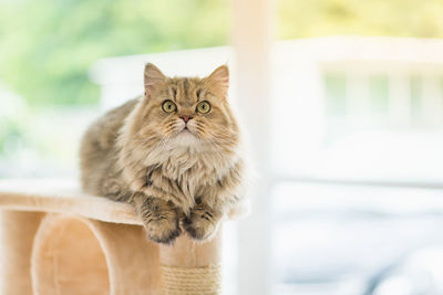 Portrait of a cat