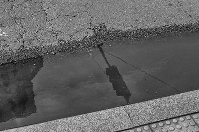 Reflection of trees in puddle