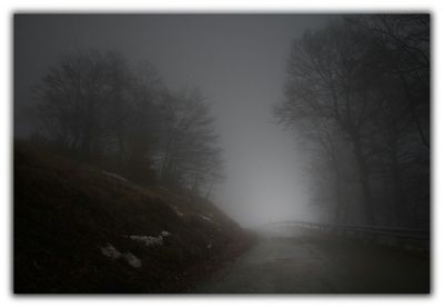 Bare trees in foggy weather