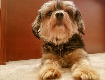 Close-up portrait of dog at home