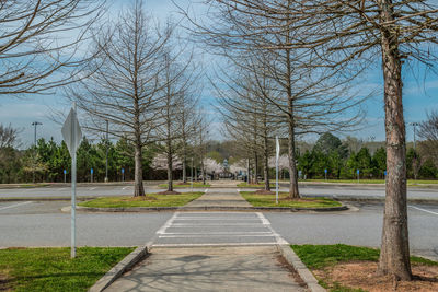 Trees in park
