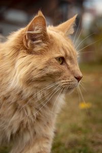 Close-up of a cat looking away