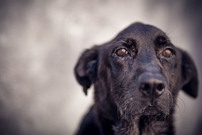 Portrait of black dog