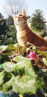 Cat looking at flower plants