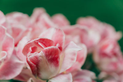 Close-up of pink rose